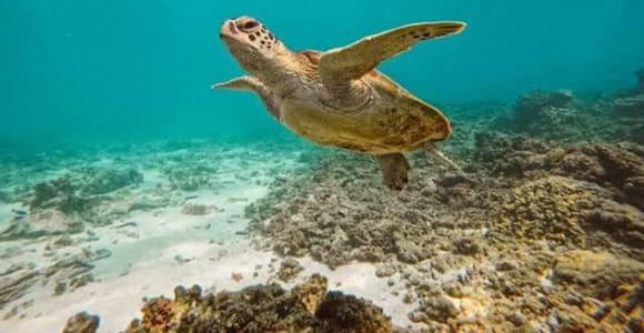 Muscat: Daymaniyat Islands Scuba Diving Tour with meal snack