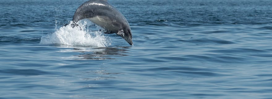 Archipel de Molène : Balades en mer au départ de Crozon. Phoques, dauphins,