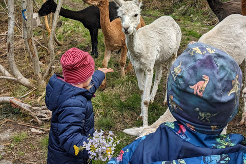 Vik i Sogn: Authentieke boerderij bezoekenVik i Sogn: Authentiek boerderijbezoek