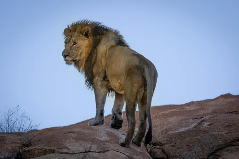 Aquila sunset safari Réserve de chasse Circuit de groupe
