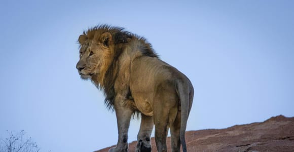Sonnenuntergangs-Safari Big 5 Wildreservat Gruppentour