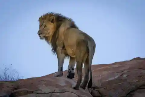 Aquila safari Game reserve Group Tour full day