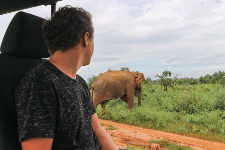 Mirissa: Udawalawe e YALA Safaris + almoço, desembarque: Ella