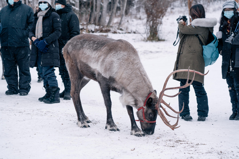 Fairbanks: Passeggiata con le renne con trasporto