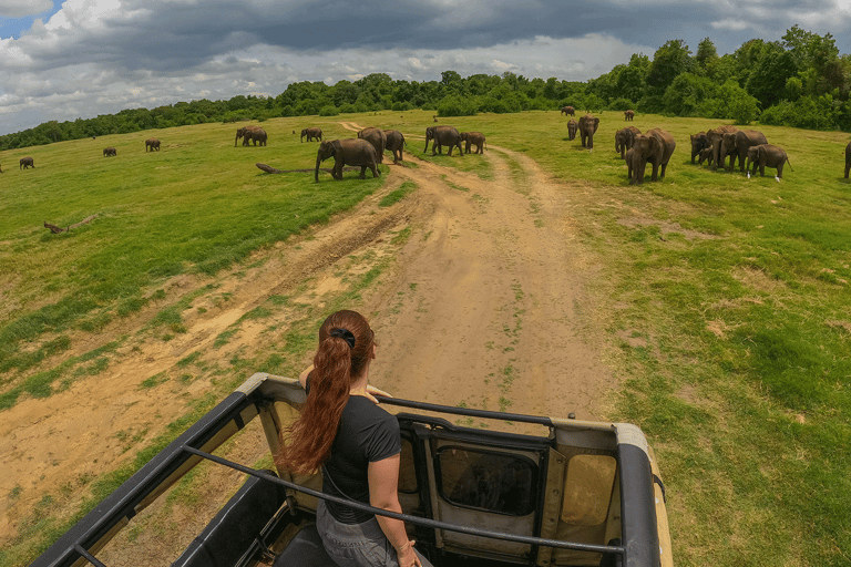 Minneriya: Safari de elefantes no Parque Nacional com serviço de busca no hotel