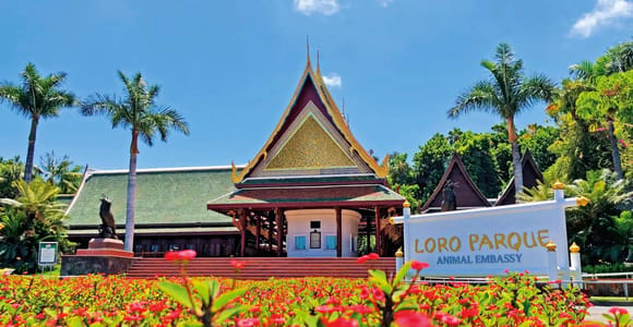 Desde el sur de Tenerife: ticket para Loro Parque y traslados