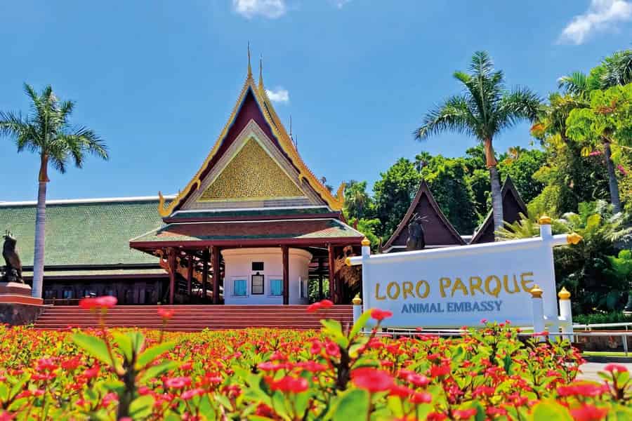 Von Teneriffa Süd: Loro Park Zoo Ticket & Hotel Transfers. Foto: GetYourGuide