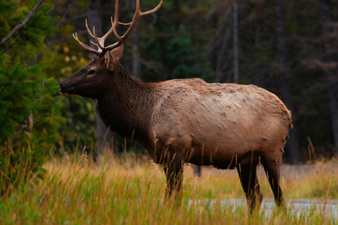 Unbeatable Deal : 3-Day Tour to Banff, Jasper & Drumheller Banff: 3-Day Guided Tour to Banff, Jasper & Drumheller