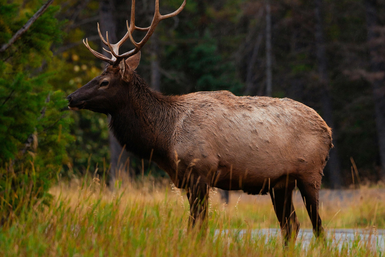 Unbeatable Deal : 3-Day Tour to Banff, Jasper & Drumheller Banff: 3-Day Guided Tour to Banff, Jasper & Drumheller
