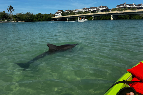 Bonita Springs Clear Kayak Tour with Dolphins & Manatees Crescent Tandem Kayak