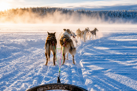 Rovaniemi: Meet Vasco Husky & Enjoy Sled Ride at Husky Farm ⭐ Winter Husky Adventure with Vasco | Jan 1 – Mar 31