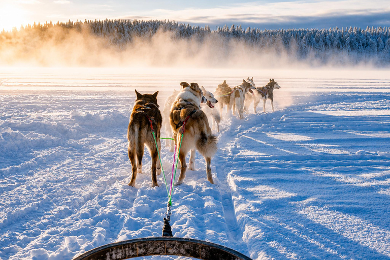Rovaniemi: Meet Vasco Husky & Enjoy Sled Ride at Husky Farm ⭐ Winter Husky Adventure with Vasco | Jan 1 – Mar 31