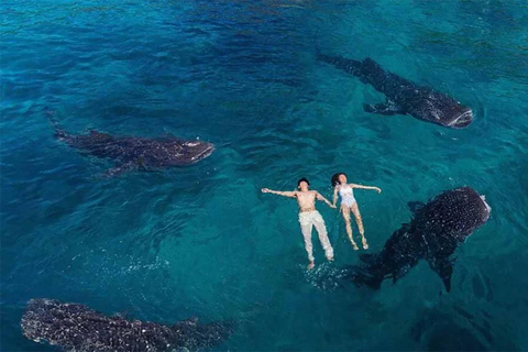 Cebu: Oslob Whale Shark, Tumalog Falls, and Sumilon Sandbar