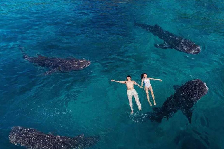 Cebu: Oslob Whale Shark, Tumalog Falls, and Sumilon Sandbar