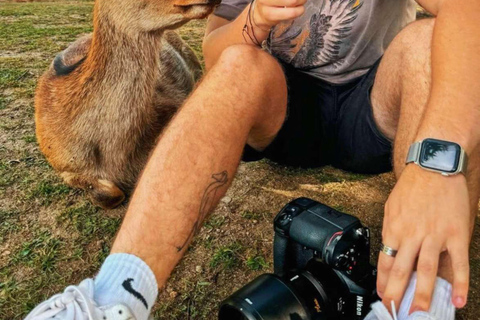 奈良：专业摄影和徒步导览