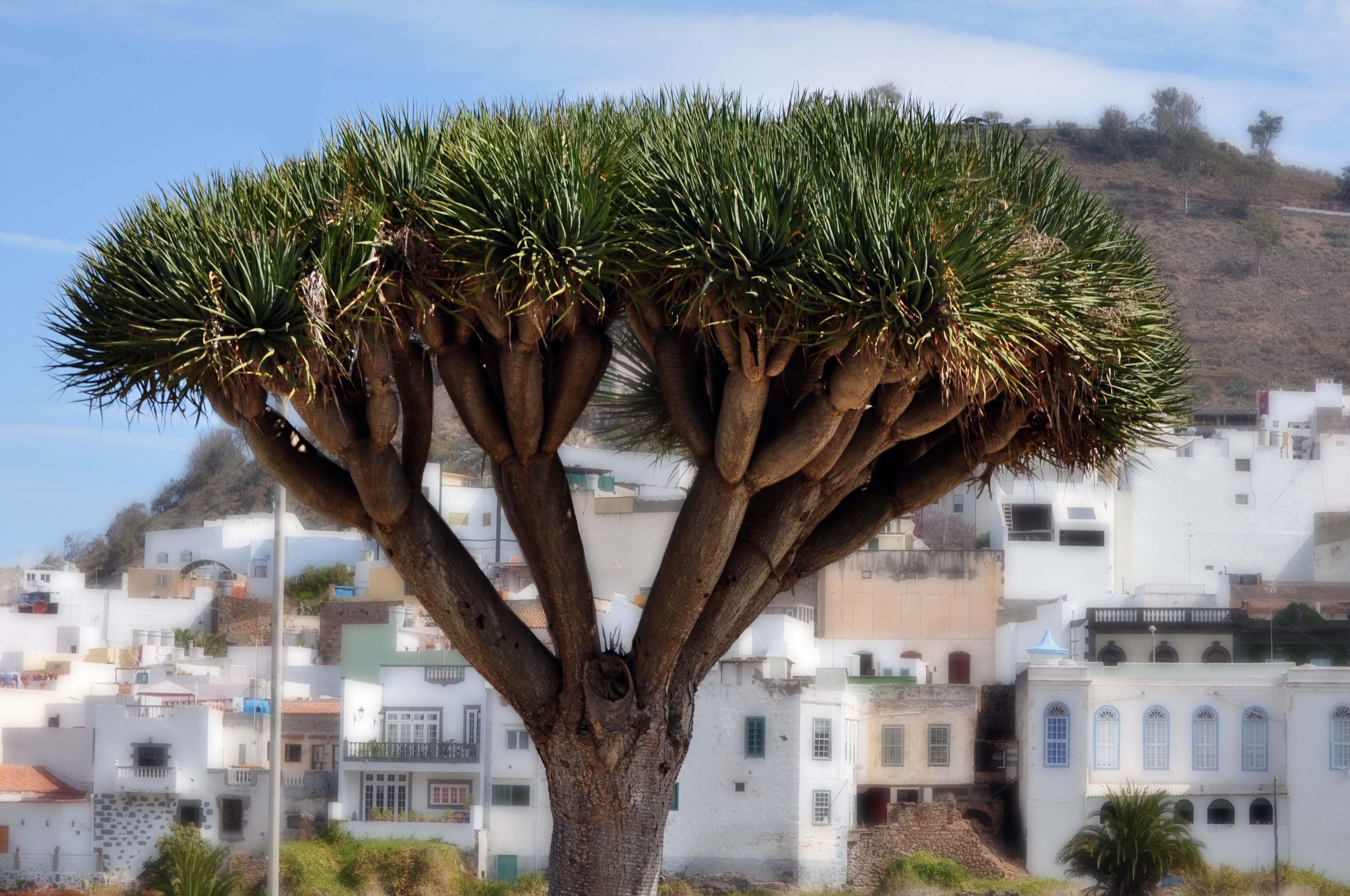 Gran Canaria: Landausflug mit Besichtigung einer Rumdestillerie