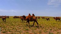 New cultural experience with nomad family at Semi gobi - Housity