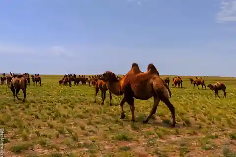 New cultural experience with nomad family at Semi gobi