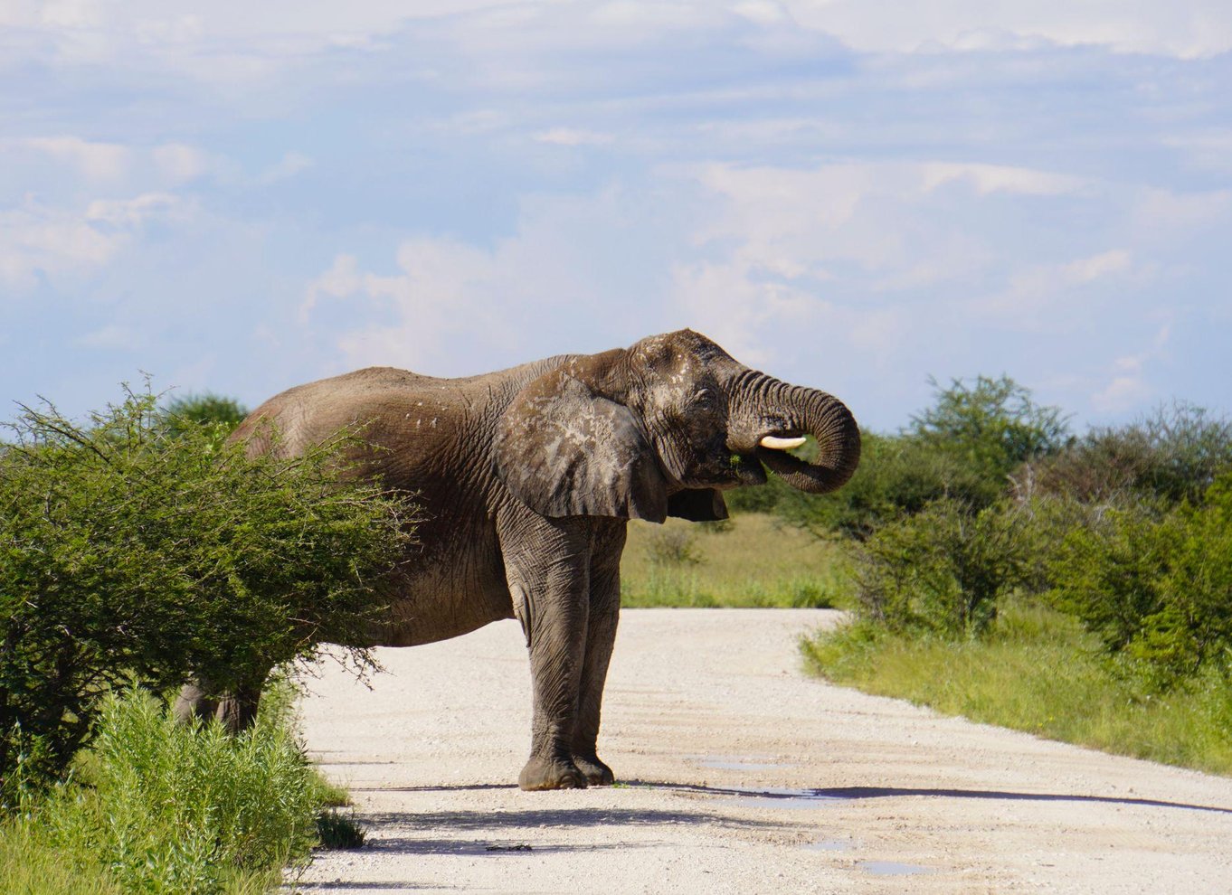 Etosha Nationalpark: Heldags eller halvdags game drive