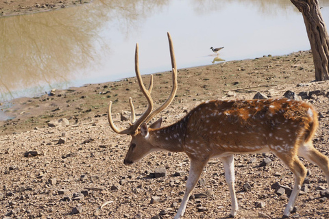 Jaipur: Luipaarden Safari Tour in Jhalana l Spot Wilde Dieren