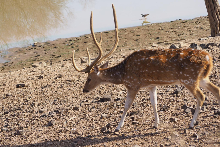 Jaipur: Jhalana Leopard Park Open Jeep Safari with Guide