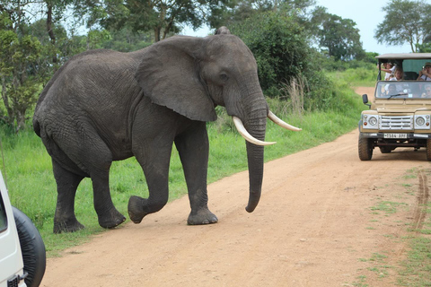 SAFARI WILDLIFE FROM ZANZIBAR TO MIKUMI 3 DAYS 2 NIGTHS