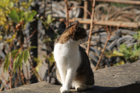 Tbilisi: Chronicles of Georgia Guided Tour Private Tour