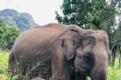 Sigiriya i Dambulla - prywatna całodniowa wycieczkaWycieczka rozpoczyna się w rejonie Bentota/Induruwa