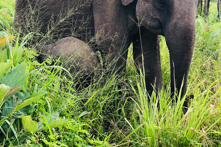 Sigiriya i Dambulla Prywatna całodniowa wycieczka z przewodnikiem