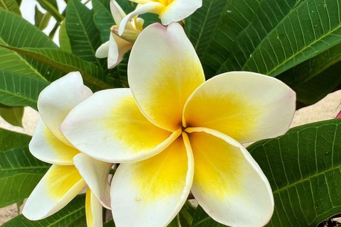 Zanzibar: Kryddtur och Jozani-skogen