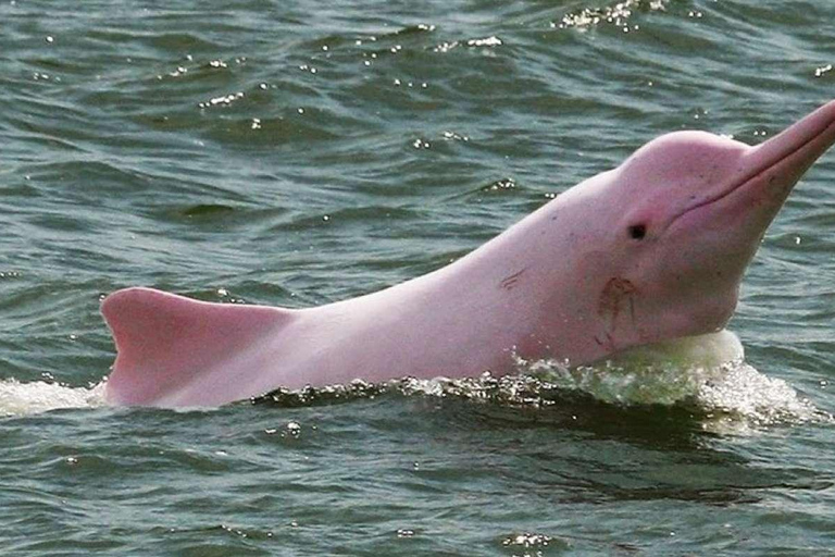 Iquitos : 2 jours en Amazonie, une merveille naturelle du monde