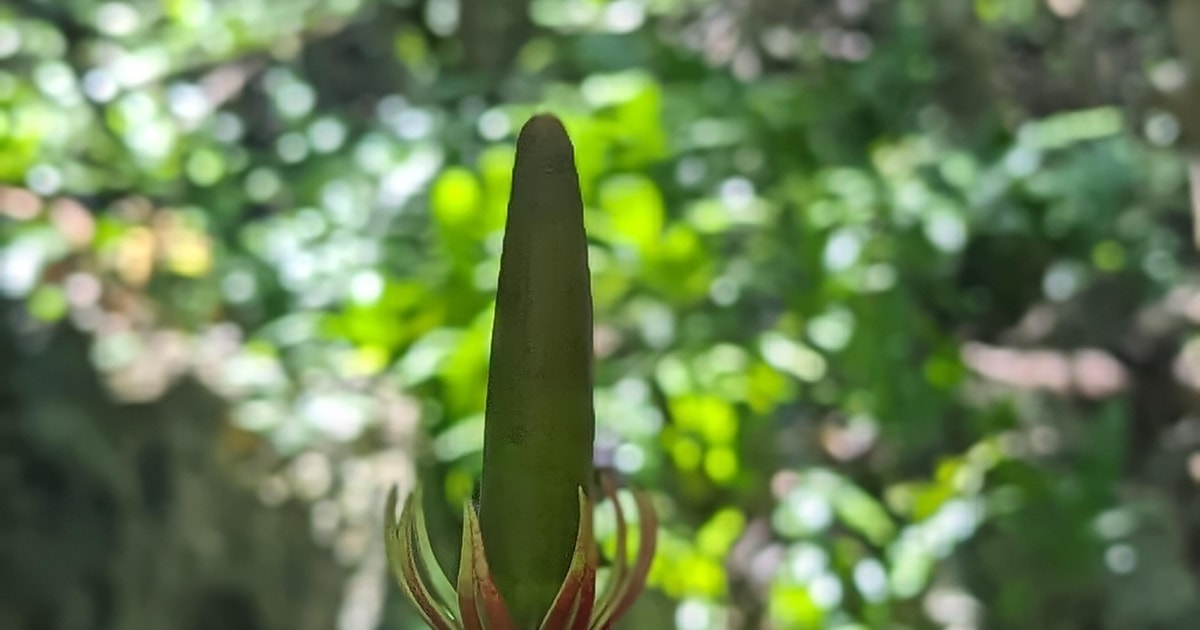 Zanzibar Jozani Forest & Spice Farm Private Tour with Lunch GetYourGuide