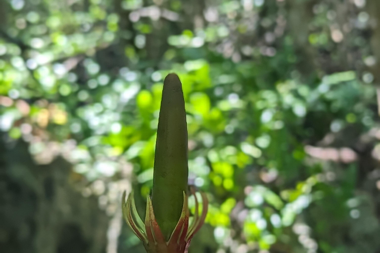 Zanzíbar: Excursión Privada al Bosque y Granja de Especias de Jozani con Almuerzo