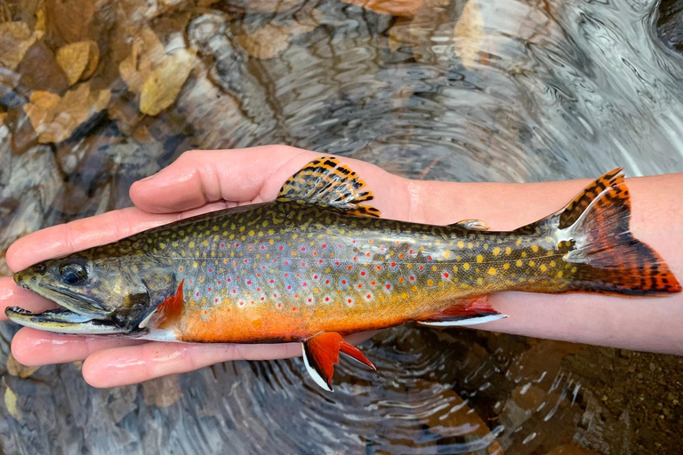 Salento: Cocora Valley, Catch Trout for Lunch & Play Tejo