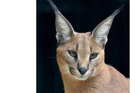 Toronto: Royal Ontario Museum Special Exhibits Voucher General Admission and 'Wild Cats"