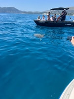 Tortue à Laganas - Hizvo