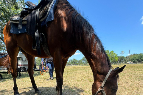 Miami: Reiten in South Beach