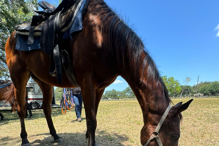 Miami: Reiten in South Beach