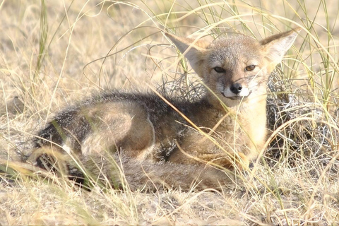 Puerto Madryn: Full-Day Wildlife Safari on Peninsula Valdés Peninsula Valdés: Private Full-Day Excursion from Puerto Madryn