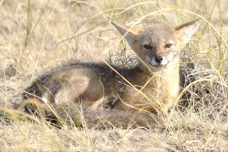 Puerto Madryn: Full-Day Wildlife Safari on Peninsula Valdés Peninsula Valdés: Private Full-Day Excursion from Puerto Madryn