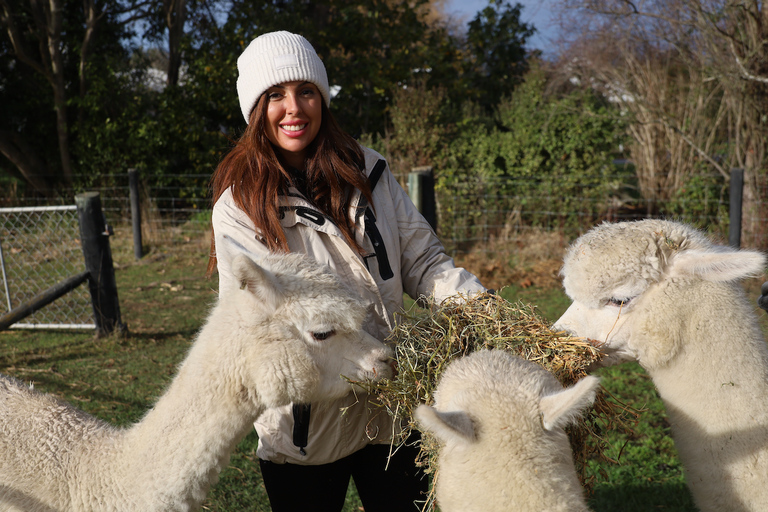 From Christchurch: Alpaca Farm Tour with Feeding and Guide