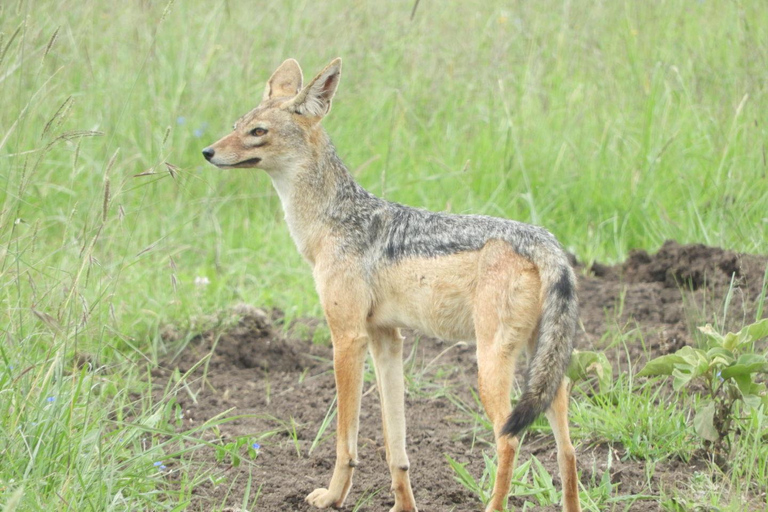 Private Nairobi National Park Drive in 4*4 landcruiser