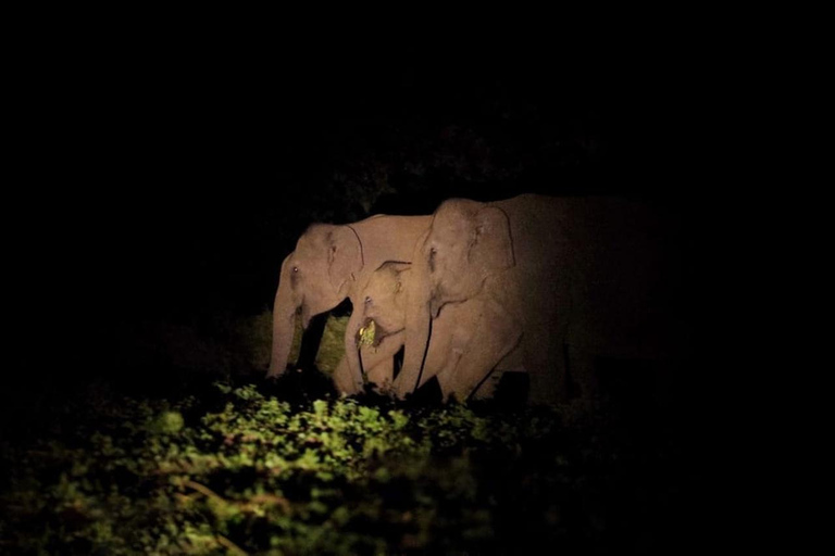 Sigiriya: Private Wildlife Night Safari & Fireflies Tour