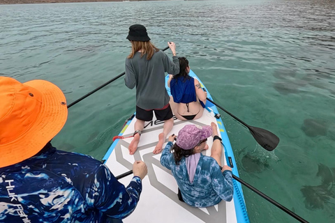 La Paz: Sea Lions & Mega-Paddleboard Tour in Espiritu Santo