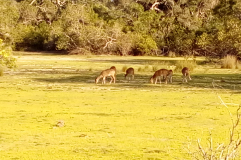 Wilpattu: Private Safari Day Trip with Lunch & Entry Fees Pick up from Colombo/Mt Lavinia/Negombo/Katunayaka/Waikkal