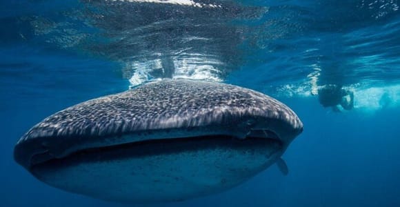 Cancun: Swim with Whale Sharks