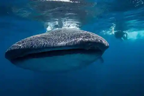 Cancun: Swim with Whale Sharks
