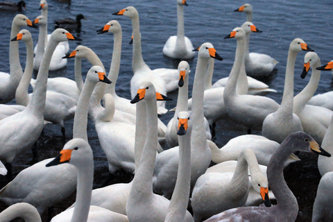 Hokkaido Swan Lake & Noboribetsu Hell Valley Private tour