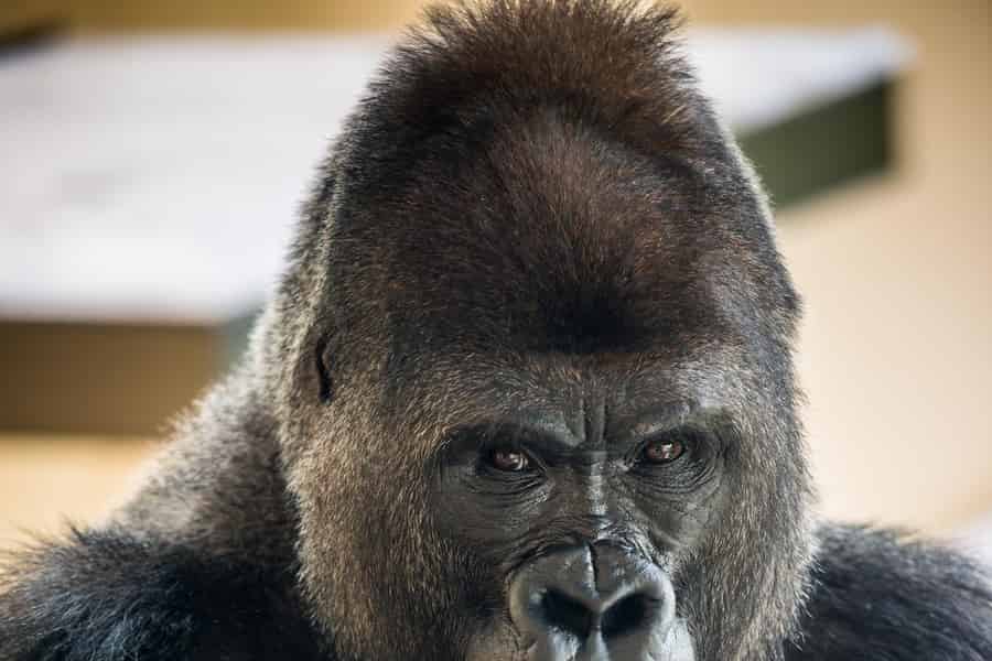 San Antonio Zoo: Tageskarte inklusive ZooLights. Foto: GetYourGuide