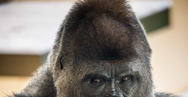 San Antonio Zoo Any Day Ticket photo 1